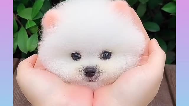 So Cute and Funny Dog Video ll Amazing So Beautiful