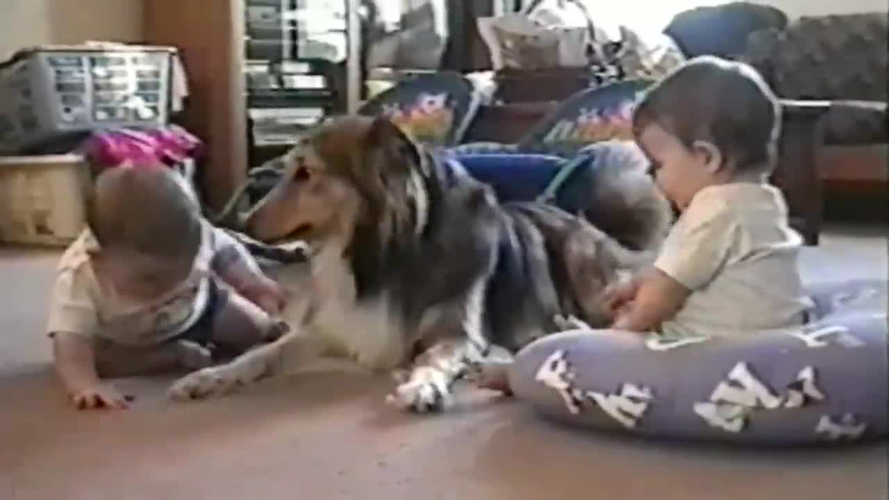 Cute Dogs And Adorable Babies_ Compilation
