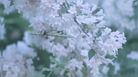 Beautiful Butterfly Perched On White Flower Beauty Of Nature