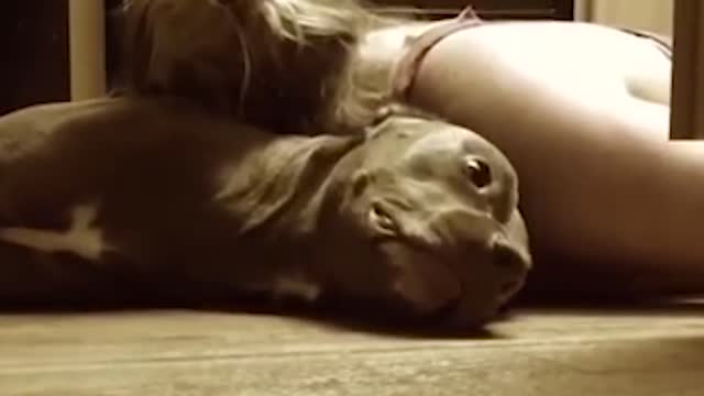 Service Pitbull Training To protect his owner's head when she had a seizure