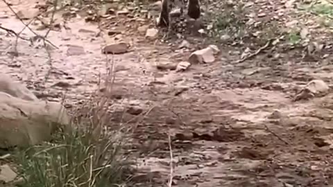 Tiger kills dog in national park attacks