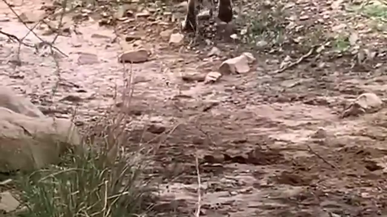 Tiger kills dog in national park attacks