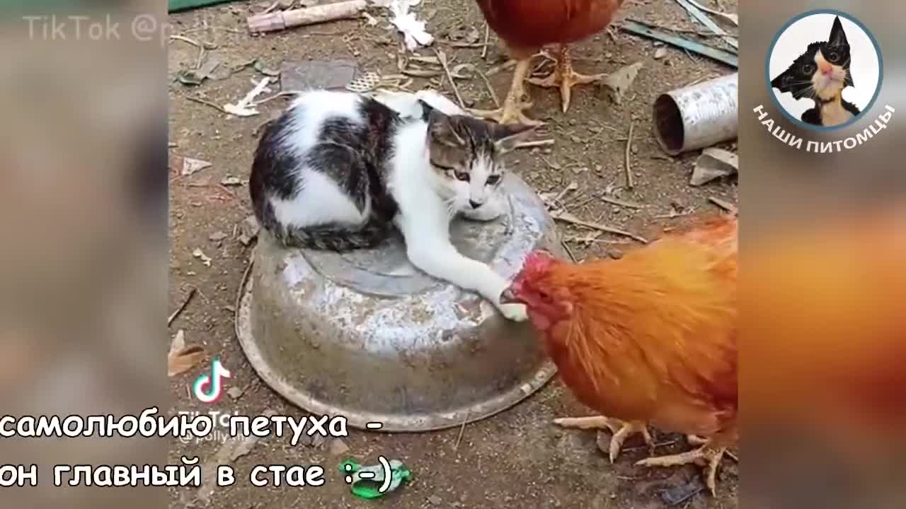 Funny cats.Oh, those cats 😂💖😂 The cat bites The cat and the chicks Cool cats 💖