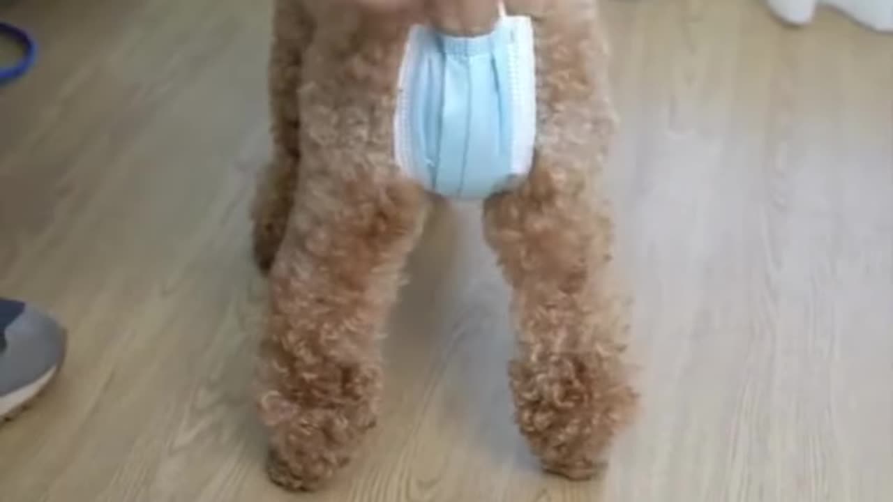 When dog in period it's need a pad to keep clean