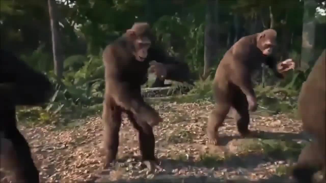 Monkey dance __ funny video __ monkey dance meme