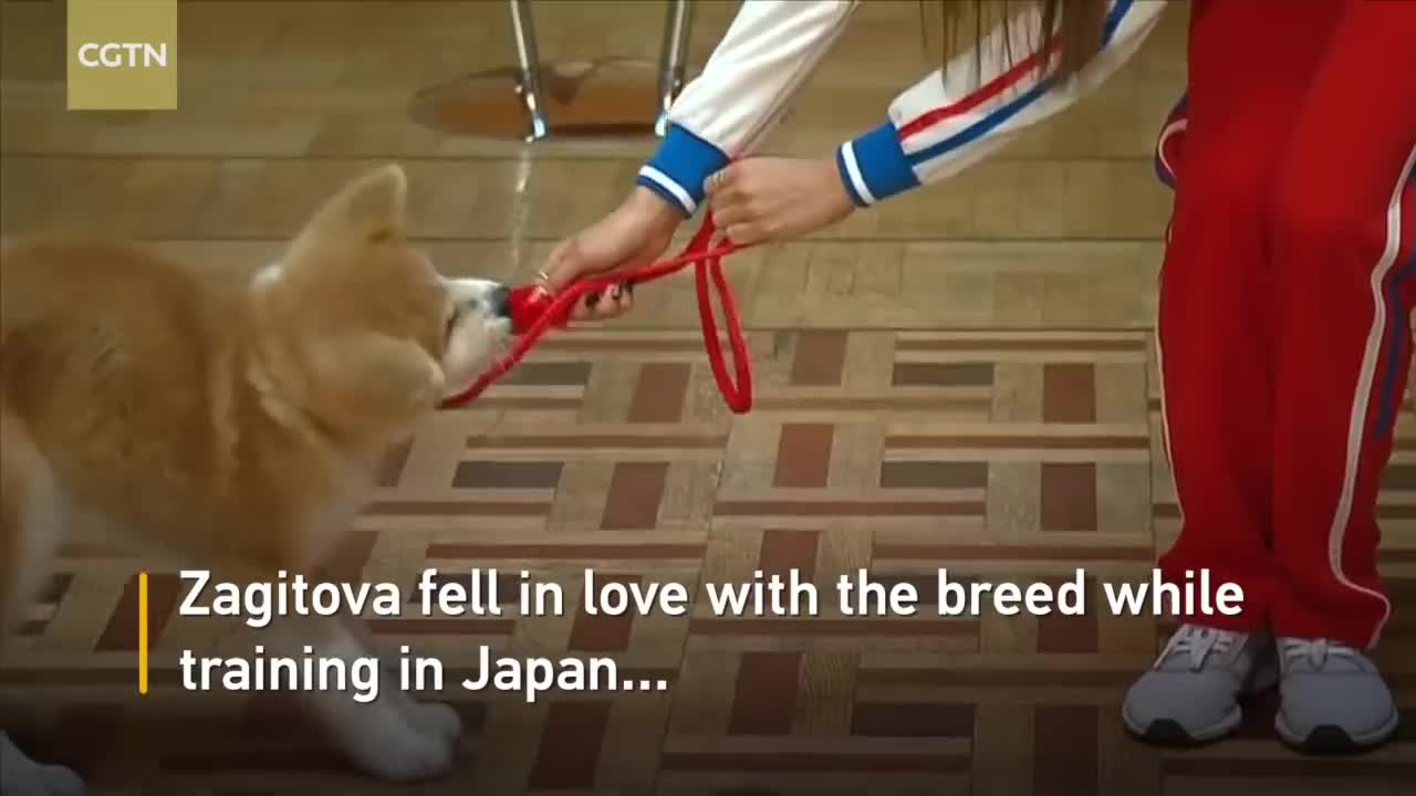 Japan's Abe oversees puppy handover to Russian Olympic champion