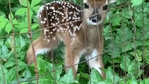 Cute baby deer video #adorable #cute