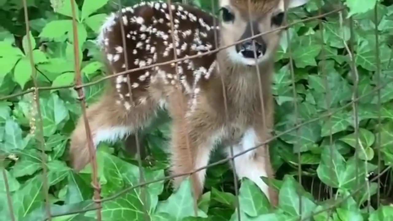 Cute baby deer video #adorable #cute