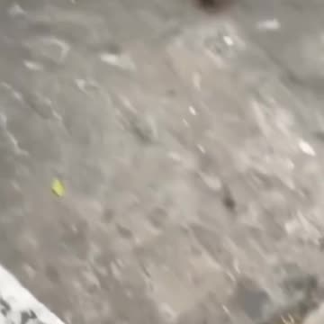 Tom and Jerry in Real LIfe | Try Not Laugh