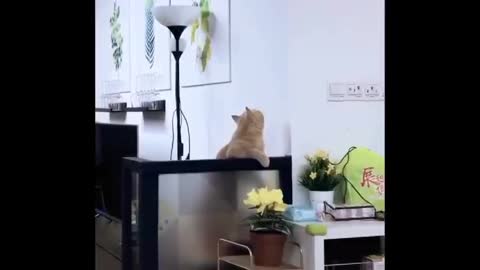 Try Not To Laugh or Grin While Watching Funny Animals Compilation