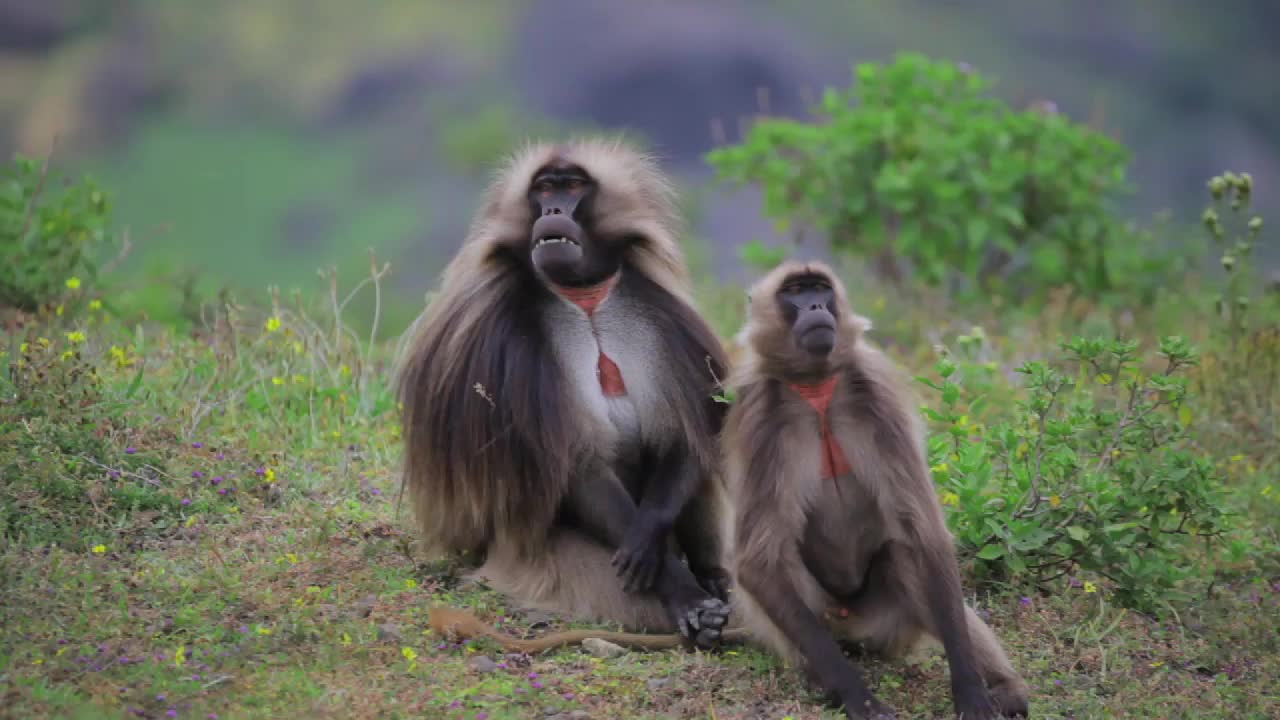 Ethiopian Nature