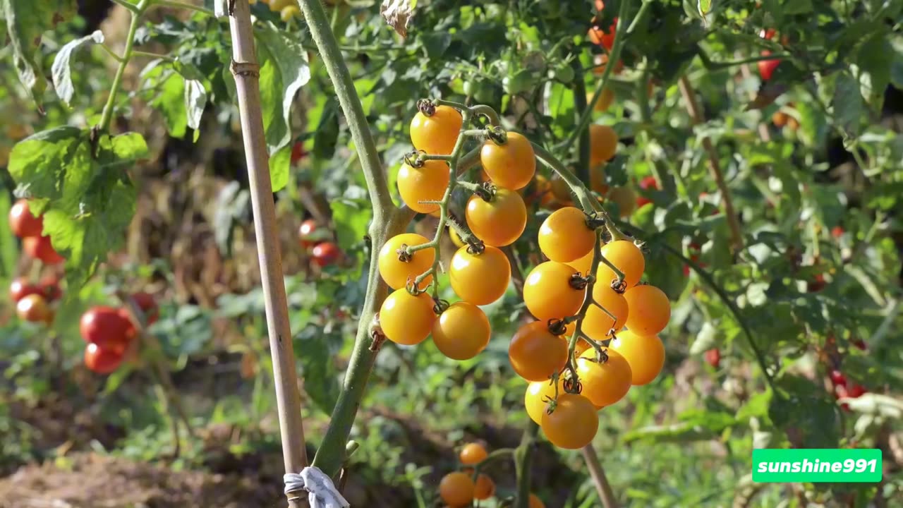 Tomato After producing tomatoes for a few years, I finally had a sizable crop