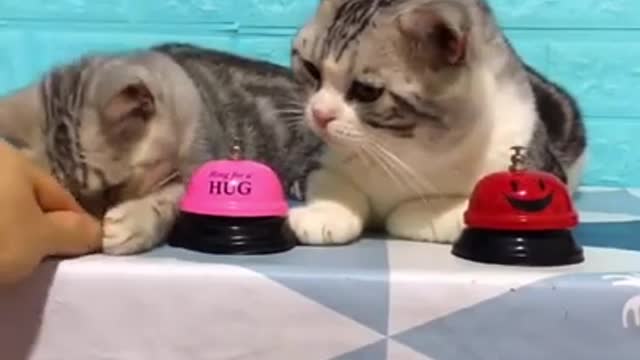 Lovely Cat, black cat, cats, funny cats, funny cat videos 1315