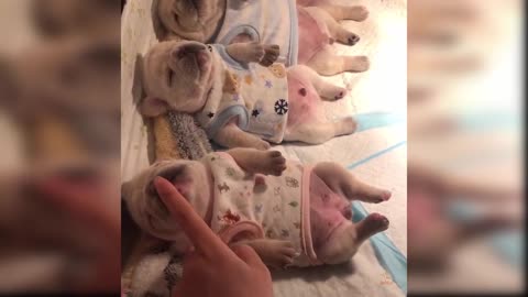Funny Cat and Dog Videos That Will Make Your Day