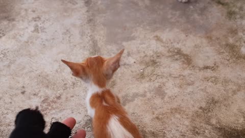 cats, what are they doing?
