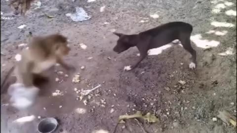 Unbelievable Animal Encounters Caught on Camera / Dog🐕vs monkey 🐒 fight 🤣🤣