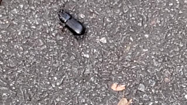 IT'S A BEETLE!