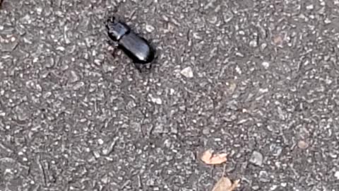 IT'S A BEETLE!