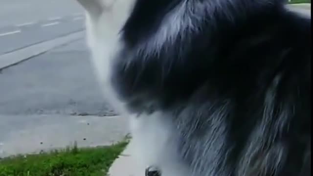 Dog funny collection, let a person laugh belly up