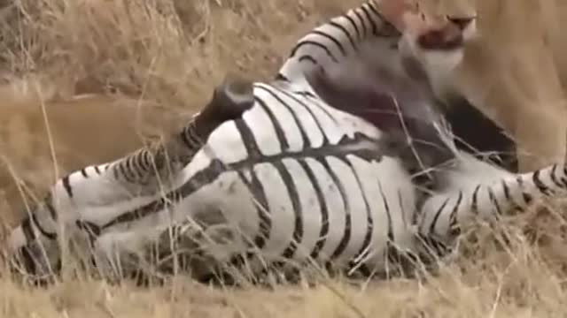 Zebra eaten alive😱