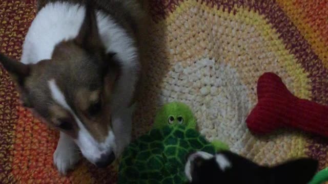 Corgi toy battle