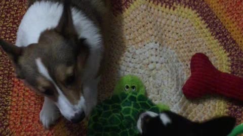 Corgi toy battle