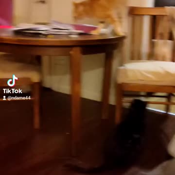 I'm going to tell Daddy