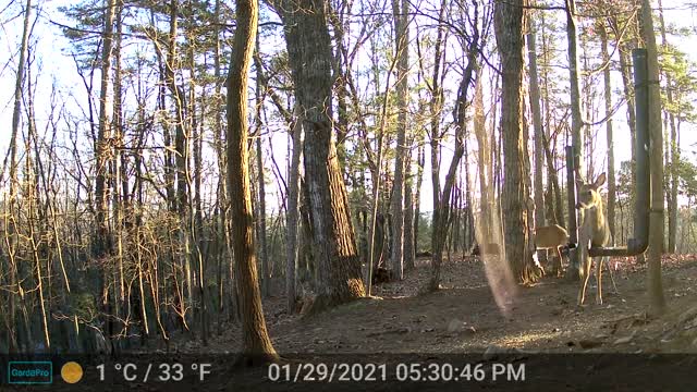 The Woods - 01/30/2022