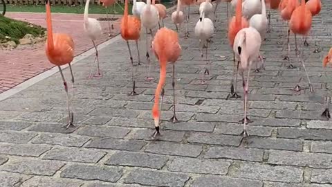 Flamingos