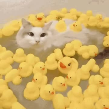 Cute Cat Gif