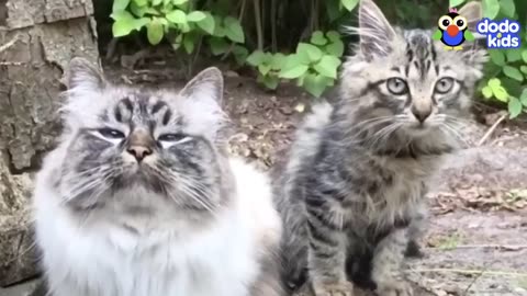 Animals Who Are Absolutely Obsessed With Each Other Animal Videos