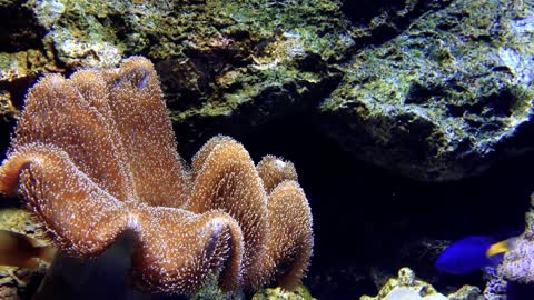 Anemones and different colored fish swim around