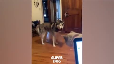 hysterical dog afraid of other animals