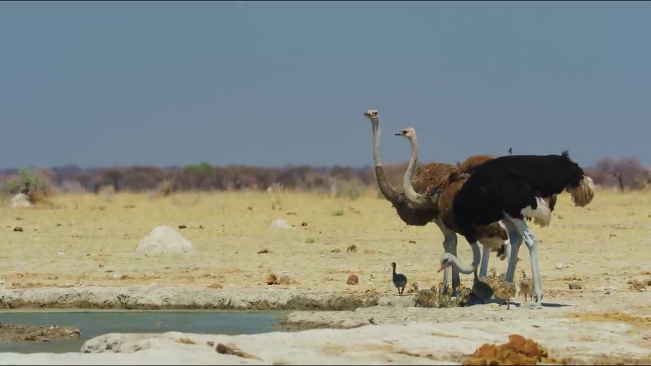 4K Ostrich the Flightless Bird - African Wildlife Documentary Film with Narration