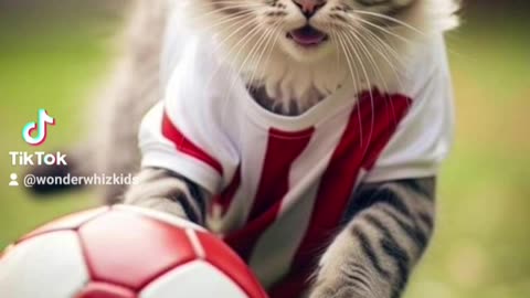 Cat Football