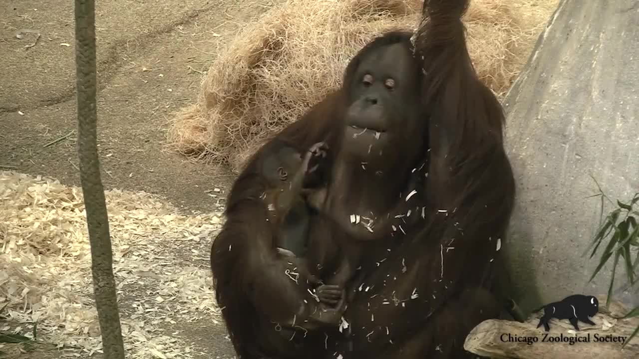 At Chicago's Brookfield Zoo, a two-week-old baby orangutan made her debut