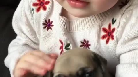 The dog in the baby's arms😊😊