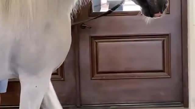 Watch this beautiful white horse