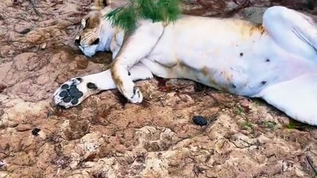 Belly scratches for Binta!