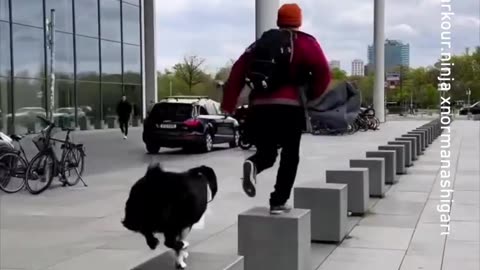 in sync barkour