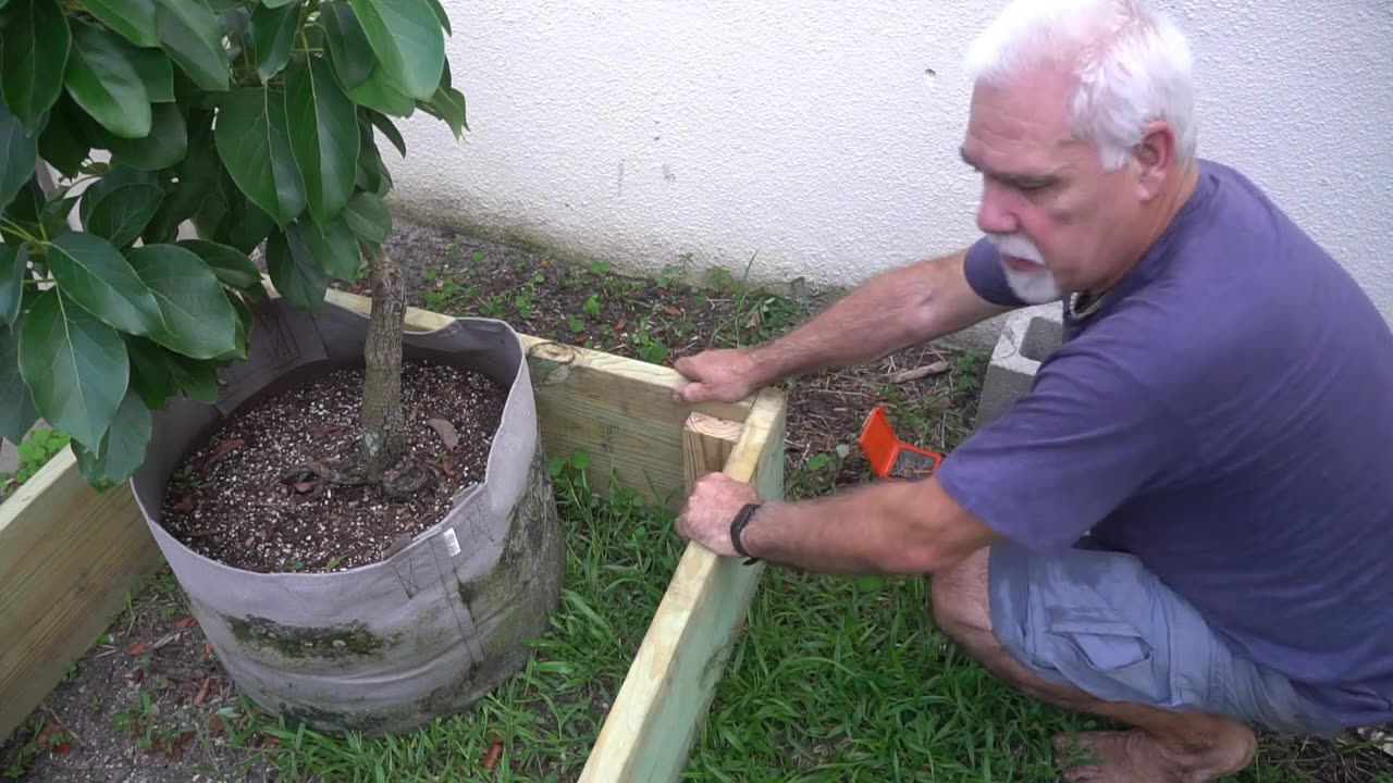 Planting The Avocado Tree That almost Died