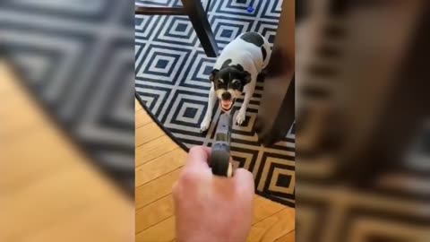 New Funny Videos 2023 😍 Cutest Dogs And Cat Videos