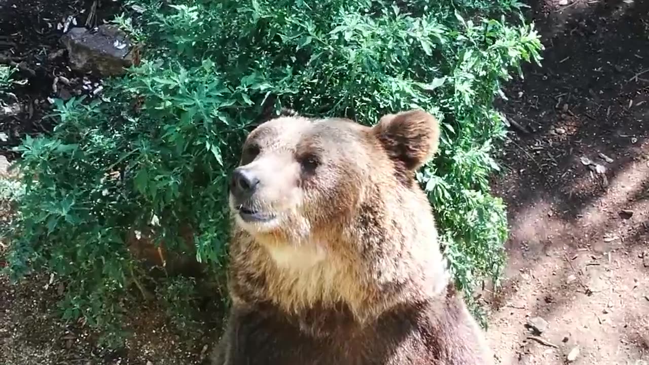 Cute bear