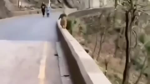 Cute and adorable animal behavior makes anyone happy to see it