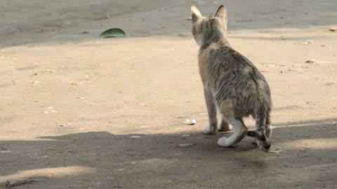 Cat playing