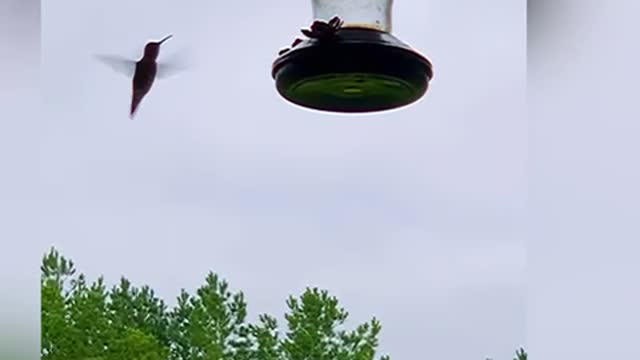 Hummingbird not happy with empty feeder, come inside screened porch to complain.