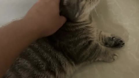 The cat lay down to be stroked by its owner