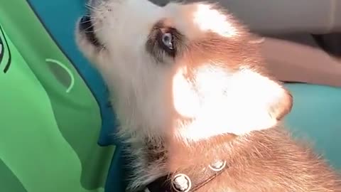 The song of his people