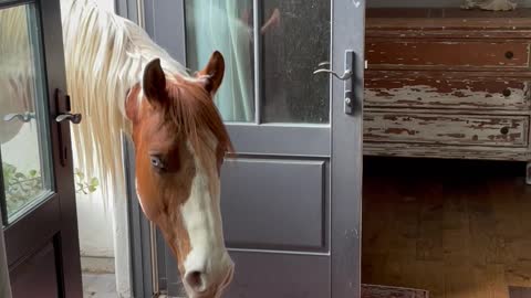 Horse Heads into the Bedroom