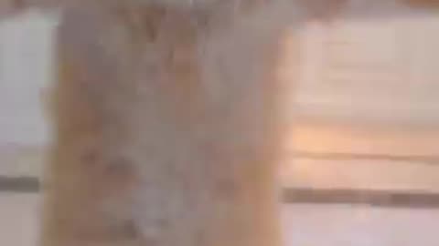 Cat jump rope